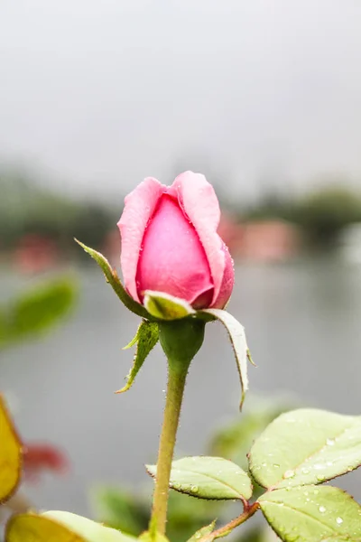 Natürliche schöne rosa Rosenknospe Nahaufnahme — Stockfoto