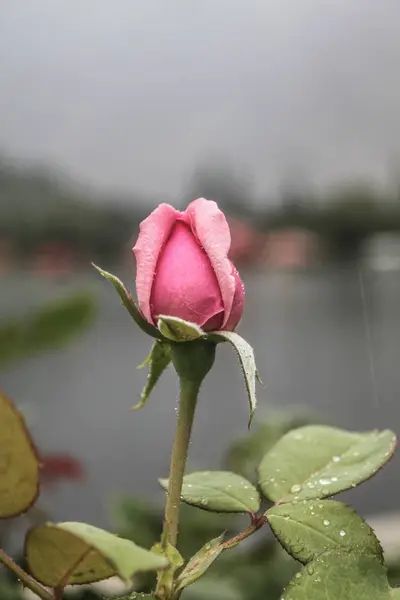 Natürliche schöne rosa Rosenknospe Nahaufnahme — Stockfoto