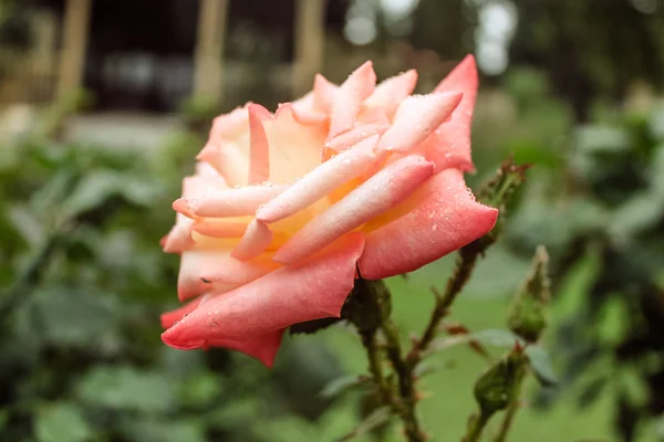 Naturalny piękny różowy Róża zbliżenie — Zdjęcie stockowe