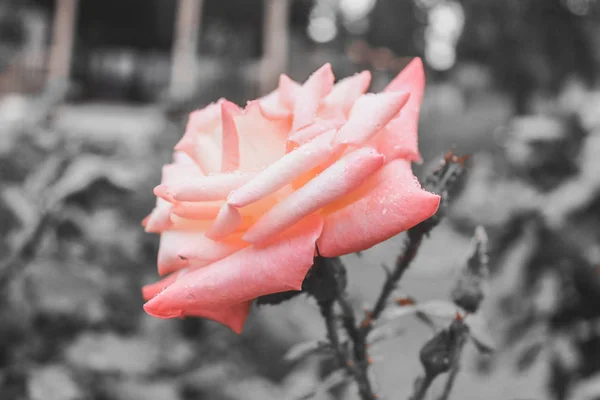 Natürliche schöne rosa Rose Nahaufnahme — Stockfoto