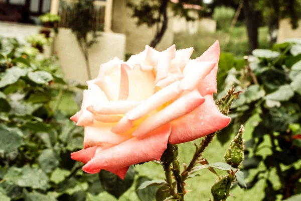 Natürliche schöne rosa Rose Nahaufnahme — Stockfoto