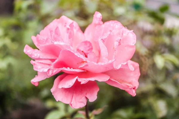 Natürliche schöne rosa Rose Nahaufnahme — Stockfoto