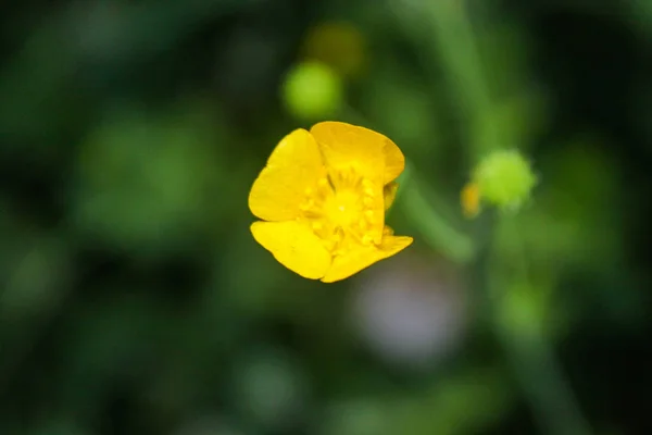 Přírodní krásná žlutá květinová sraženina — Stock fotografie