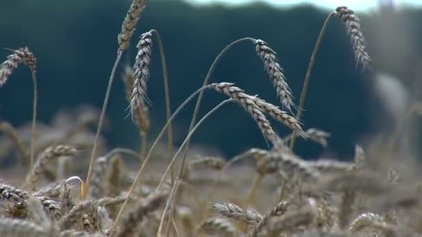 小麦田面包成熟收获之美 — 图库视频影像