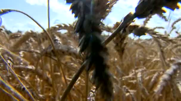 Belleza Cosecha Madura Del Pan Campo Trigo — Vídeos de Stock