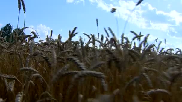 Piękno Dojrzałych Żniwa Pszenicy Chleb Pola — Wideo stockowe