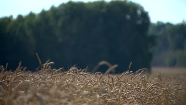 Farma Půda Léto Den Slunce Jídlo Pole Žito Sklizeň Hojnost — Stock video