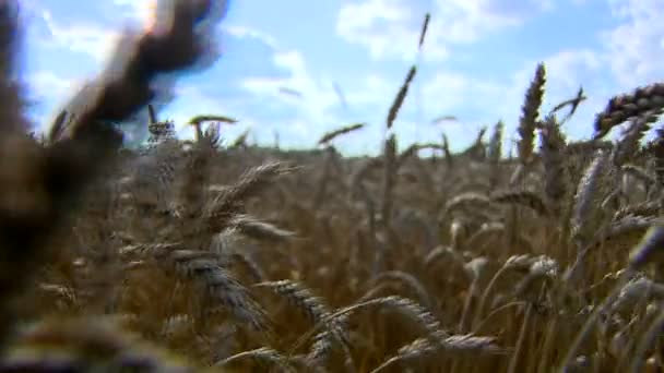 Созревающее Золото Урожая Пшеницы Хлеба — стоковое видео