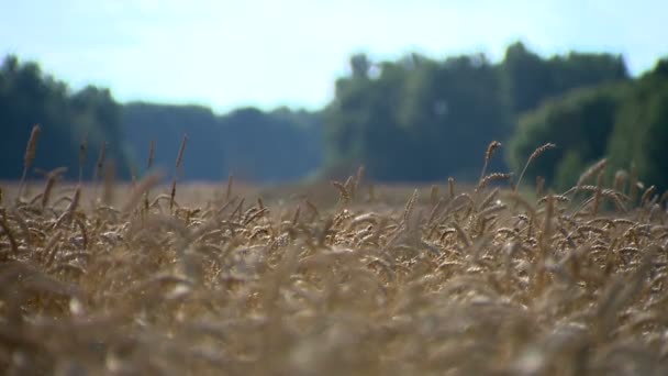 Productive Year Ripening Wheat — Stock Video