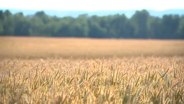 Rörelse Fältet Guld Mognadsperiod Skörden Vete — Stockvideo