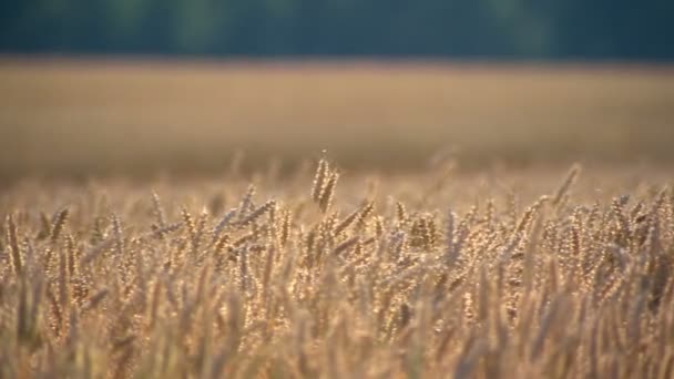 Agrarian Bild Fältet Vete Ripe Skörd — Stockvideo