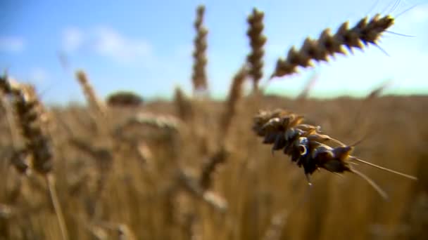 Agrarische Foto Van Het Tarweveld Van Rijpe Oogst — Stockvideo