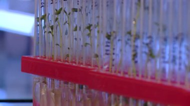 deneysel bir biolojik laboratuvarda tahıl mikrobu ile test tüpü