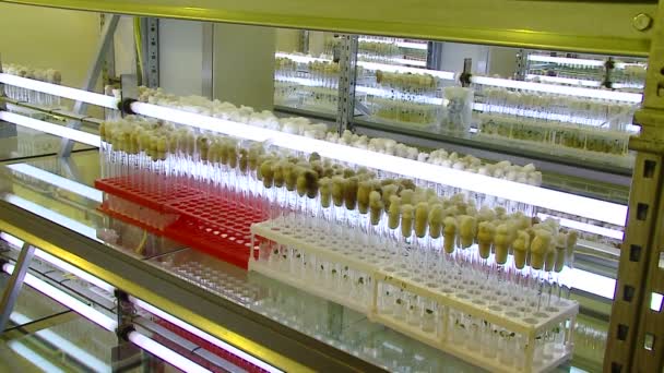 Experimentellt Experiment Biologiskt Laboratorium — Stockvideo