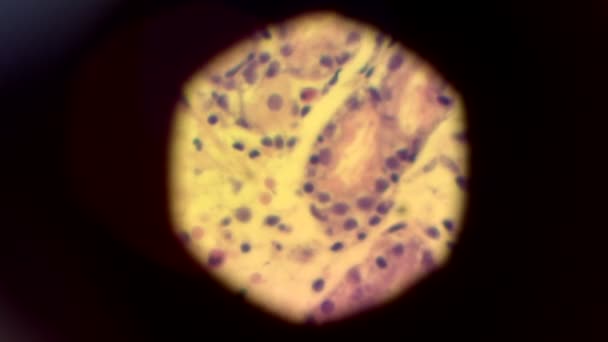 Жизнь Клеток Микроскопом — стоковое видео