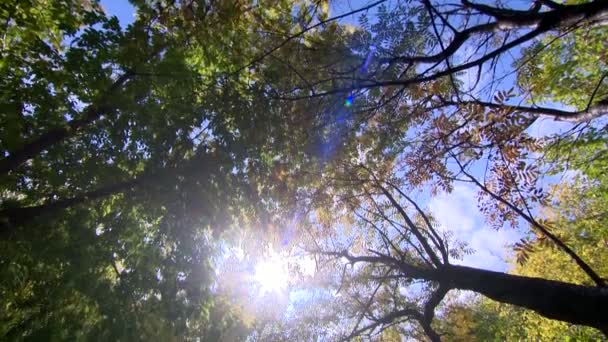 Schönes Panorama Durch Eine Kammer Einem Herbstlichen Park — Stockvideo