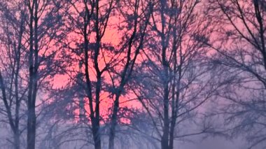  ağaçlar, Vahiy, iklim, ekoloji, renk, simge, hayat, sakin, sonsuzluk, tefekkür