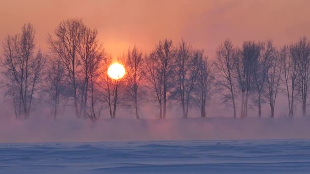 Alberi Rivelazione Clima Ecologia Colore Simbolo Vita Calma Eternità Contemplazione — Video Stock