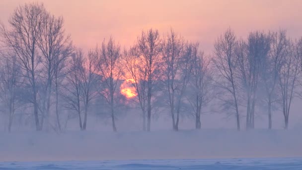 Árboles Revelación Clima Ecología Color Símbolo Vida Calma Eternidad Contemplación — Vídeo de stock