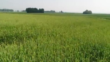 Bir yaz gününde Rusya'da bir buğday tarlasında uçan