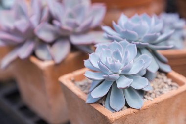 Succulents kaktüs çöl Botanik Bahçe Dekorasyon ve tarım tasarımı için.