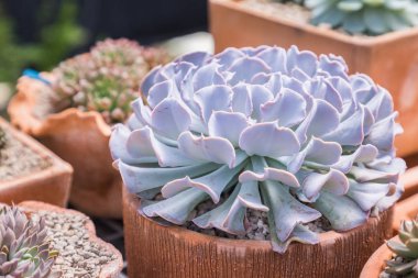 Succulents kaktüs çöl Botanik Bahçe Dekorasyon ve tarım tasarımı için.