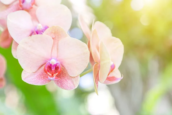 Orchid flower in orchid garden at winter or spring day for beauty and agriculture concept design. Phalaenopsis orchid.