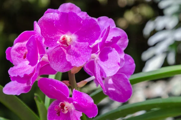 Fleur d'orchidée dans le jardin d'orchidée au jour d'hiver ou de printemps pour la conception de concept de beauté et d'agriculture. Orchidée de Vanda . — Photo