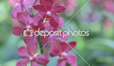 Kartpostal güzelliği ve tarım fikri tasarımı için kış veya bahar günü orkide bahçesinde orkide çiçeği. Mokara Orkidesi.