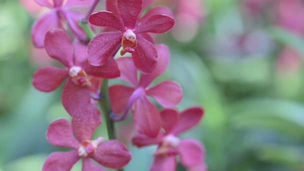Orchidee Bloem Orchidee Tuin Winter Lente Dag Voor Ansichtkaart Schoonheid — Stockvideo