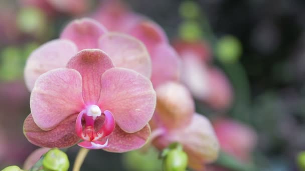 冬やはがきの美しさと農業のアイデアのデザインのための春の日に蘭の庭で蘭の花 ファラエンシスラン — ストック動画