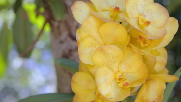 Orchideebloem Orchideeën Tuin Winter Voorjaar Dag Voor Schoonheid Landbouw Conceptontwerp — Stockvideo