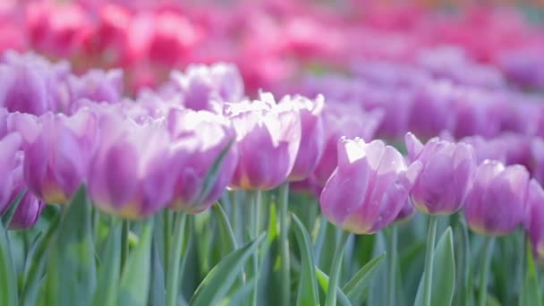 Tulip flower with green leaf background in tulip field at winter or spring day for beauty decoration and agriculture concept design.