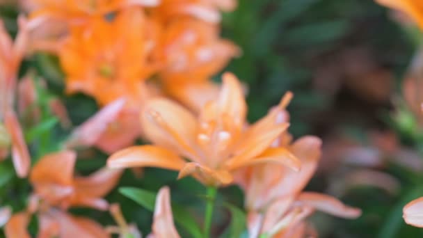 Oranje Bloem Groene Blad Achtergrond Tuin Aan Zonnige Zomer Lente — Stockvideo