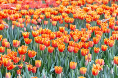 Kışın veya ilkbaharda lale tarlasında yeşil yapraklı lale çiçeği. Kartpostal süsleme ve tarım konsepti tasarımı için..