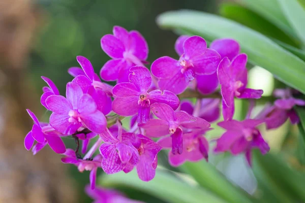 Flor de la orquídea en jardín de la orquídea en invierno o día de la primavera para la belleza y el diseño del concepto de la agricultura. Orquídea de Vanda . — Foto de Stock