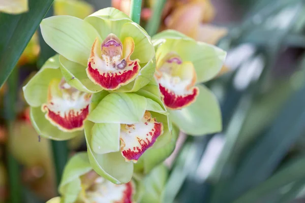 Orchid flower in orchid garden at winter or spring day for beauty and agriculture concept design.  Cymbidium Orchid. — Stock Photo, Image