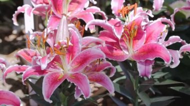 Lily çiçek ve yaprak yeşil arka bahçede güneşli yaz veya bahar günü güzellik süsleme ve tarım tasarım için. Lily Lilium melez.