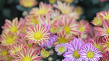 Papatya çiçek ve yaprak yeşil arka planda çiçek bahçesi güneşli yaz veya bahar günü güzellik dekorasyon ve tarım tasarım. 