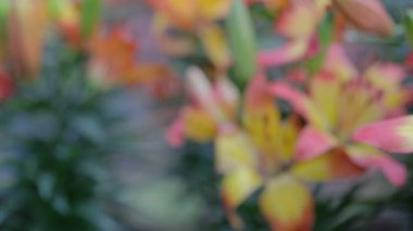 Lily çiçek ve yaprak yeşil arka bahçede güneşli yaz veya bahar günü güzellik süsleme ve tarım tasarım için. Lily Lilium melez.