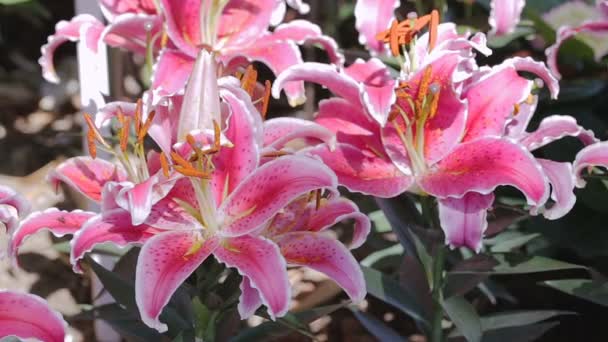 Lily Bloem Groene Blad Achtergrond Tuin Aan Zonnige Zomer Lente — Stockvideo