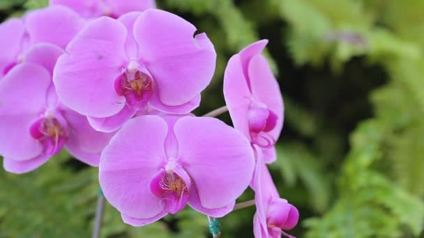 Flor Orchid Jardim Orchid Inverno Dia Mola Para Beleza Cartão — Vídeo de Stock