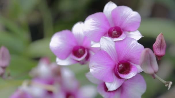 Orchideenblume Orchideengarten Winter Oder Frühlingstag Für Schönheit Und Landwirtschaftliches Konzeptdesign — Stockvideo