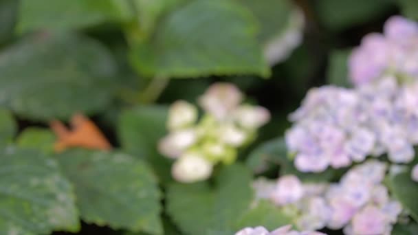 Lila Hortensia Blomma Och Gröna Löv Bakgrund Trädgården Soliga Sommaren — Stockvideo