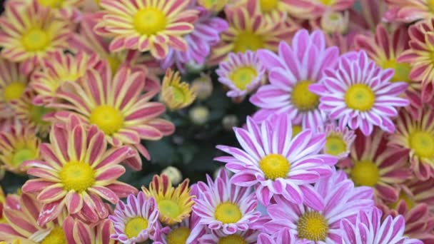 Stokrotka Tło Zielony Liść Kwiat Ogród Słoneczny Letni Lub Dzień — Wideo stockowe