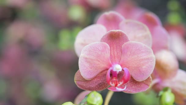 Квітка Орхідеї Сад Орхідей Зимовий Або Весняний День Краси Сільського — стокове відео