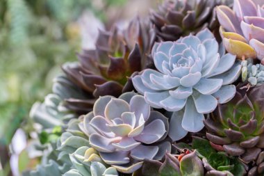 Succulents kaktüs çöl Botanik Bahçe Dekorasyon ve tarım tasarımı için.