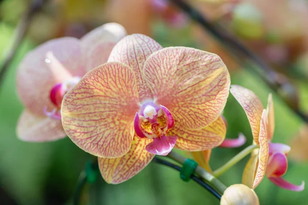 Flor de la orquídea en jardín de la orquídea en invierno o día de la primavera para la belleza y el diseño del concepto de la agricultura. Orquídea Phalaenopsis . — Foto de Stock