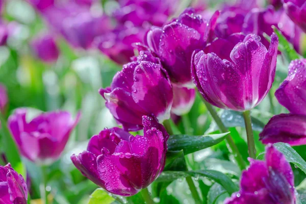 Fleur de tulipe avec fond de feuille verte dans le champ de tulipes au jour d'hiver ou de printemps pour la décoration de beauté de carte postale et la conception de concept d'agriculture. — Photo