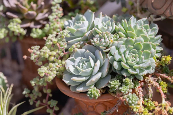 장식 및 농업 디자인 사막 식물원에 succulents 선인장. — 스톡 사진